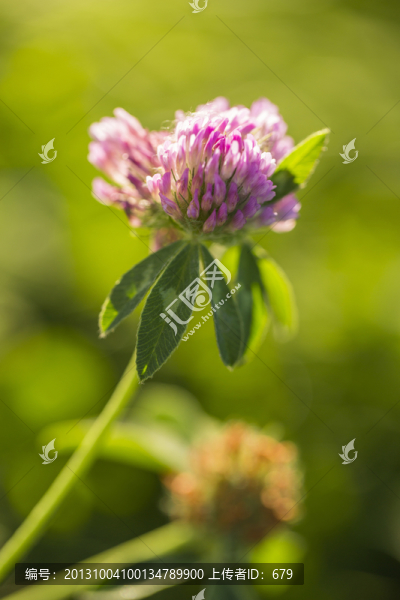野花,,三葉草