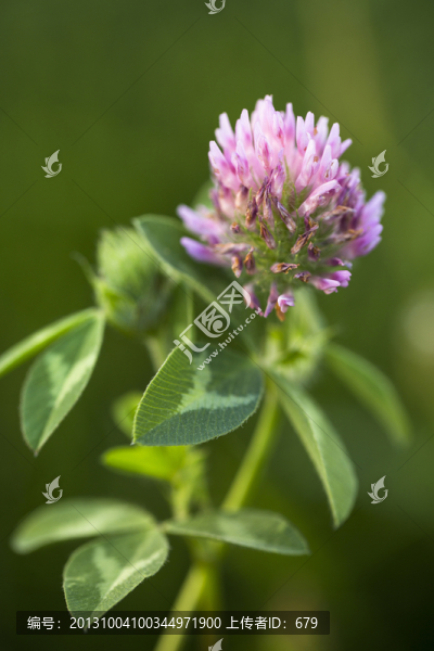 三葉草,,紫花