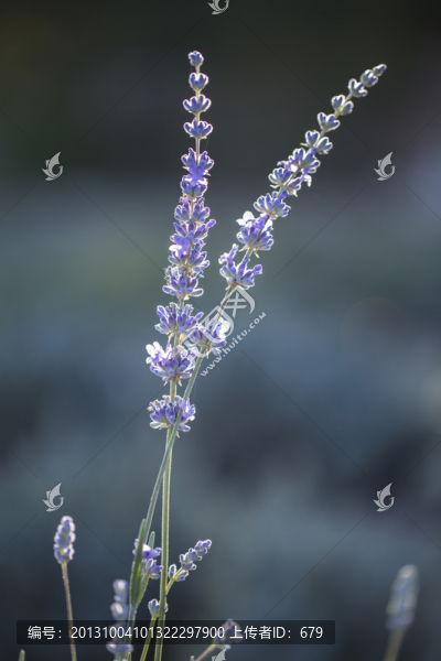 薰衣草