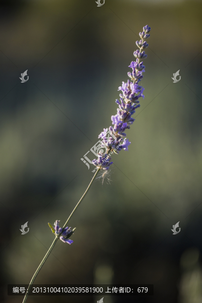 薰衣草