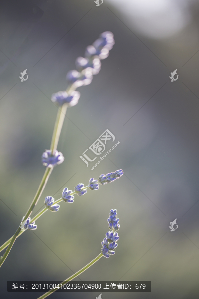 薰衣草