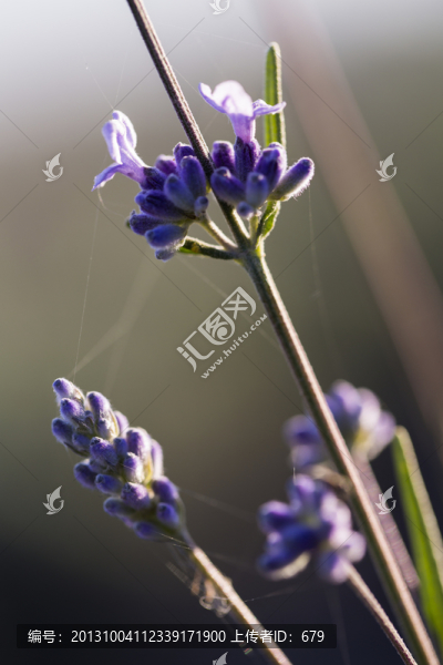 薰衣草