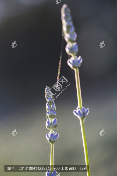 薰衣草
