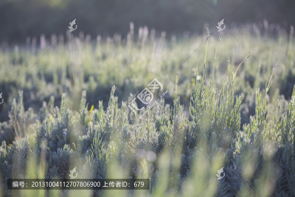 薰衣草