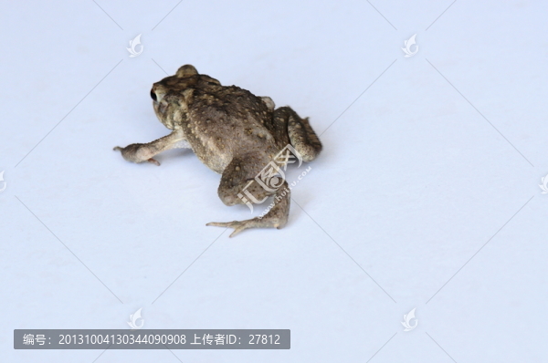 蛙