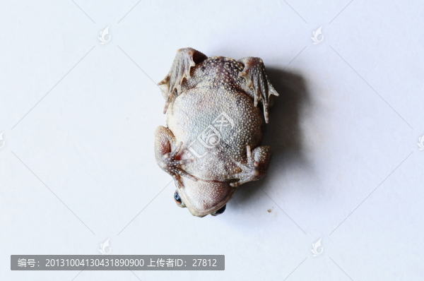 蛙
