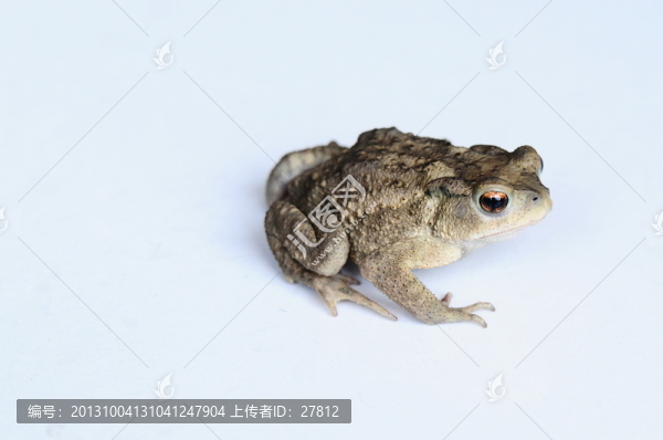蛙