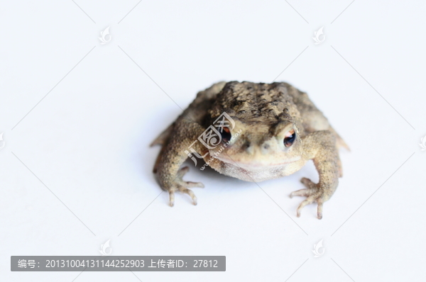 蛙