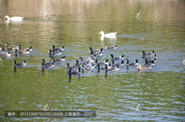 湖光山色,鴨子