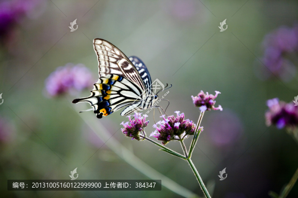 蝴蝶