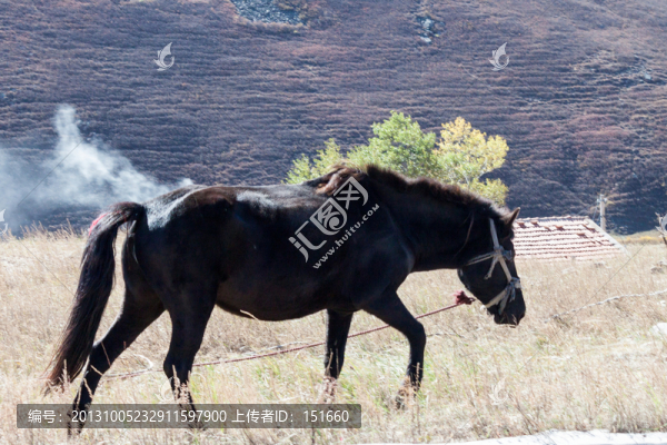 馬