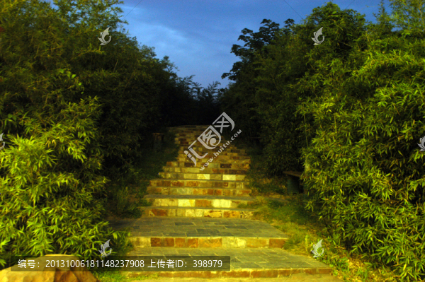 夜晚竹林