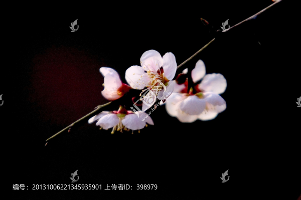 梅花