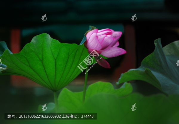 荷花