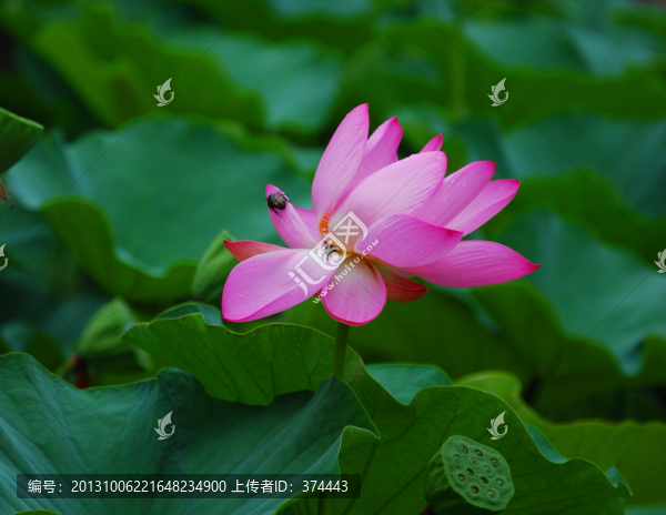 荷花