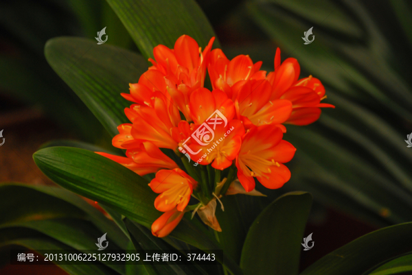 君子蘭