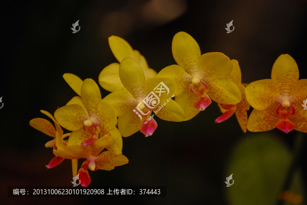 蝴蝶蘭