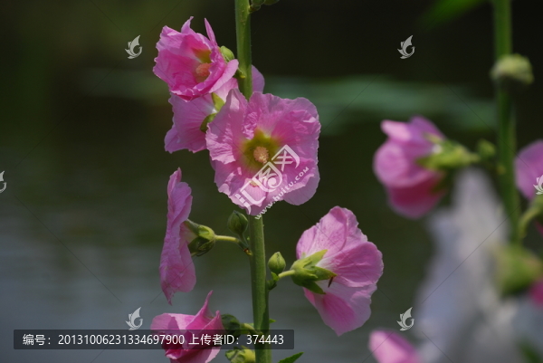錦葵