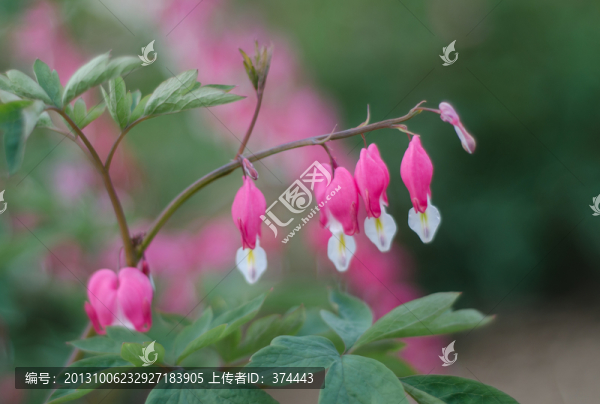 荷包牡丹