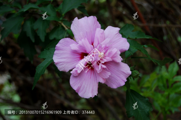 木槿