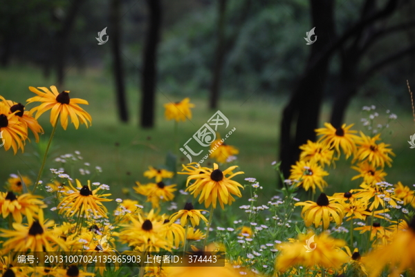 太陽花