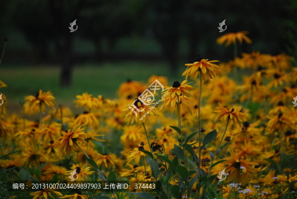 太陽花