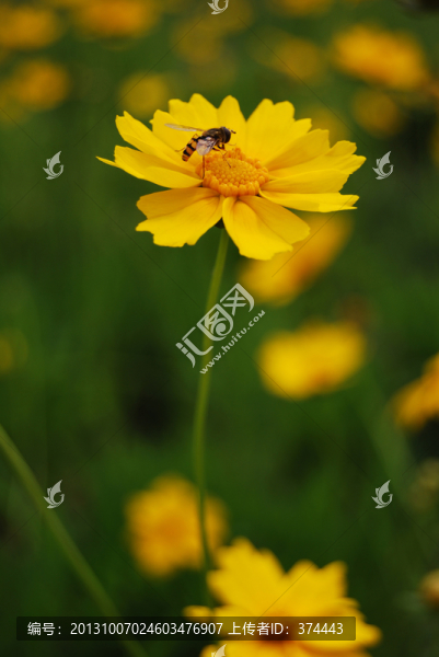 太陽花