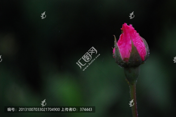 月季花蕾