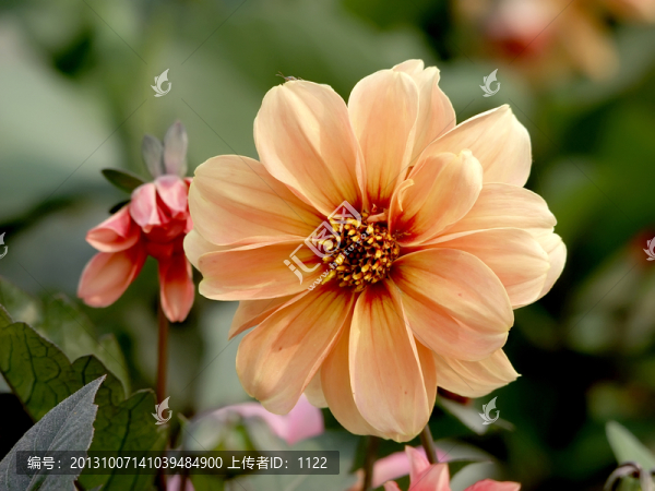 小花