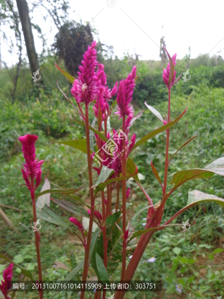 雞冠花