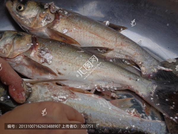 魚