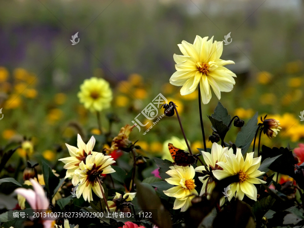 小花