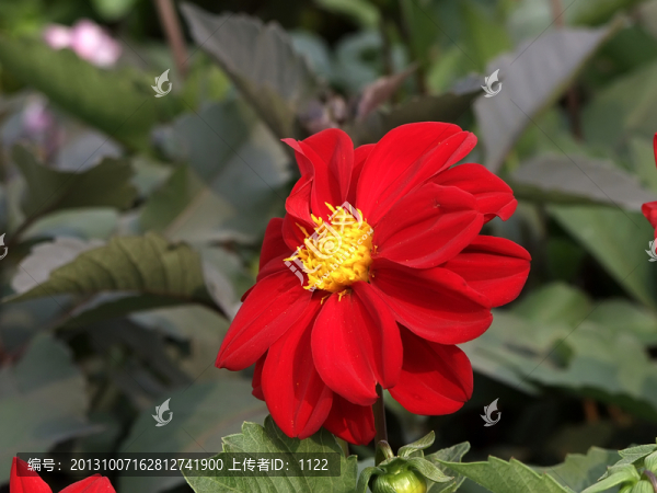 紅菊花