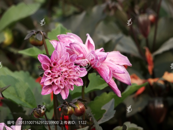 紅菊花