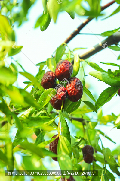 花草,果實(shí),可放大素材