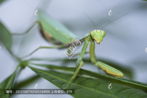 螳螂