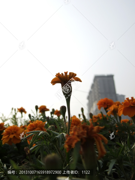 小花