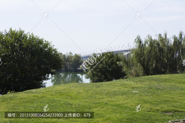 草坪,樹林