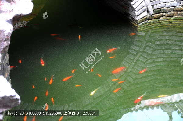 池塘金魚