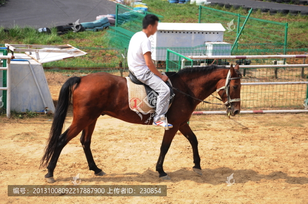 騎馬,賽馬