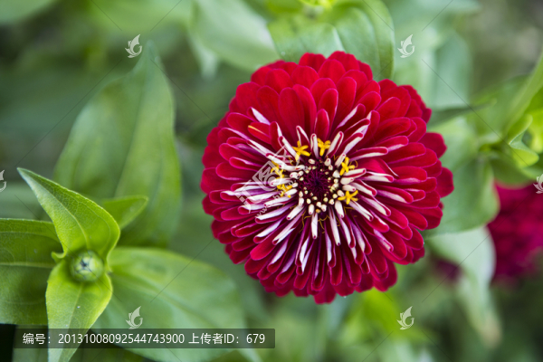 金盞菊