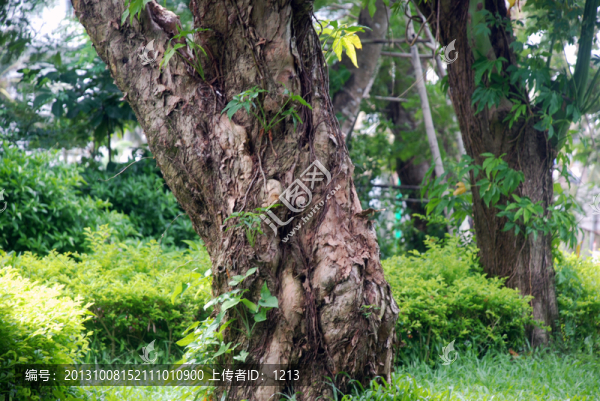 樹木,園林,公園