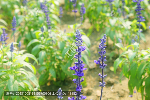薰衣草