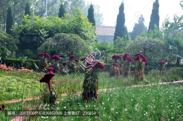 雞冠花