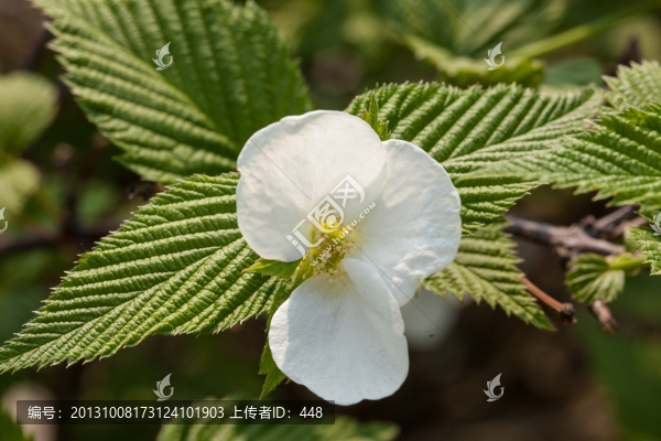 櫻桃花