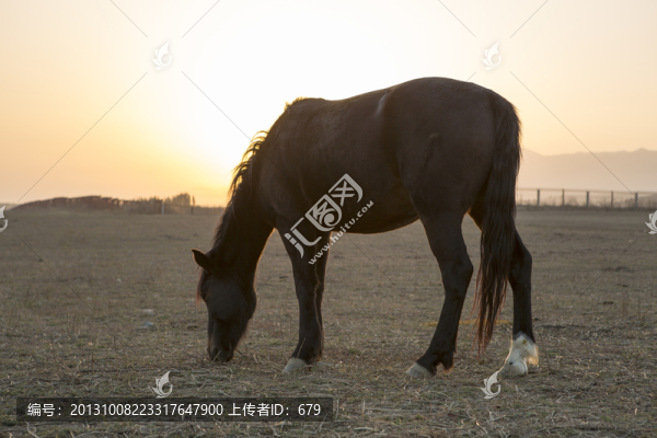 馬兒,,草原