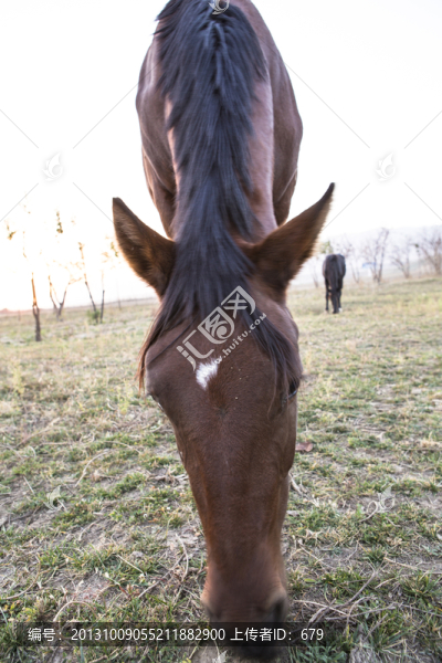 馬