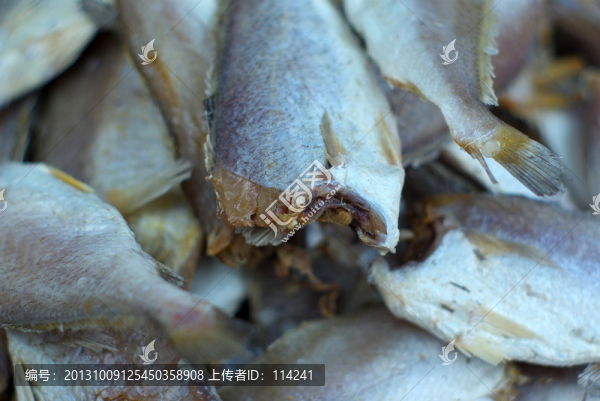 大馬哈魚(yú)
