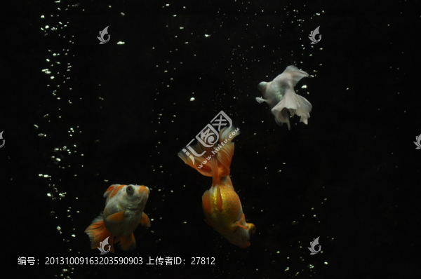 魚