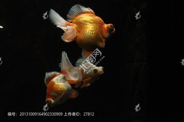 魚
